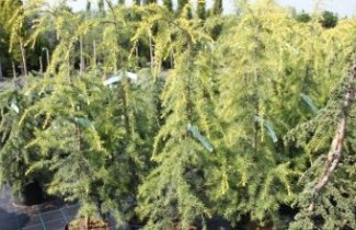 Afbeelding Himalayaceder  'Golden Horizon' - Cedrus deodara 'Golden Horizon'