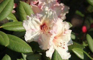 Afbeelding Rododendron 'Virginia Richards' - Rhododendron 'Virginia Richards'