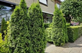 Afbeelding Westerse Levensboom - Thuja occidentalis 'Smaragd'