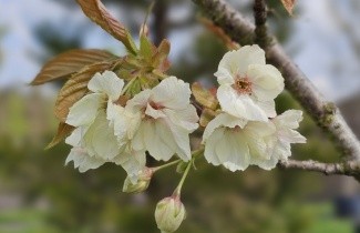 Afbeelding Japanse sierkers 'Ukon' - Prunus serrulata 'Ukon'