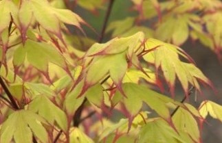 Afbeelding Japanse Esdoorn CV - Acer palmatum CV