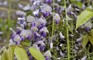 Afbeelding Blauwe regen - Wisteria floribunda 'Macrobotrys'