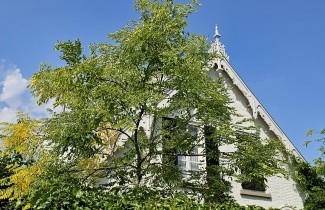 Afbeelding Doodsbeenderenboom - Gymnocladus dioica