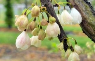 Afbeelding Sneeuwklokjesboom - Halesia carolina