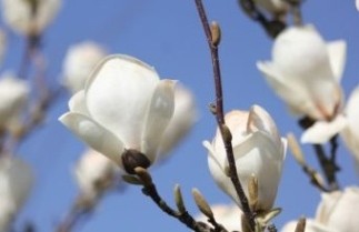 Afbeelding Magnolia 'Lennei Alba' - Magnolia soulangeana 'Lennei Alba'