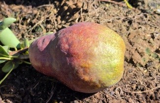 Afbeelding Handpeer 'Williams' - Pyrus communis 'Williams'