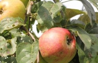 Afbeelding Appel 'Jas' - Malus domestica 'Jas'