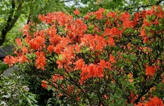 Afbeelding Azalea 'Koster's Brilliant Red' - Rhododendron 'Koster's Brilliant Red'