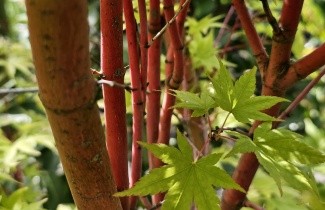 Afbeelding Japanse Esdoorn 'Sangokaku' - Acer palmatum 'Sangokaku'