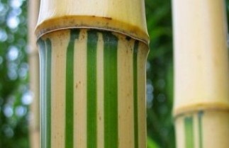 Afbeelding Bamboe 'Aureocaulis' - Phyllostachys vivax 'Aureocaulis'