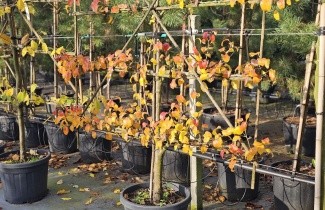 Afbeelding Handpeer 'Beurre Hardy' - Pyrus communis 'Beurre Hardy'