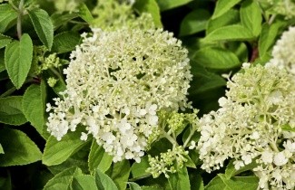 Afbeelding Pluimhortensia 'Bobo' - Hydrangea paniculata 'Bobo'