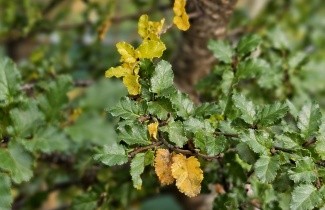 Afbeelding Schijnbeuk - Nothofagus antarctica