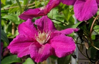 Afbeelding Bosrank 'Ernest Markham' - Clematis 'Ernest Markham'