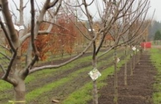 Afbeelding Appel 'Fuji' - Malus domestica 'Fuji'