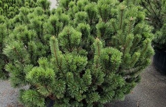 Afbeelding Bergden - Pinus mugo mugo