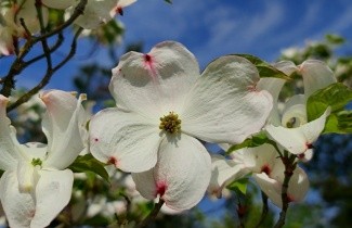 Afbeelding Veelbloemige kornoelje - Cornus florida- hoogstam