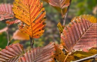Afbeelding Leihaagbeuk 'Rockhampton Red' - Carpinus bet. 'Rockhampton Red'