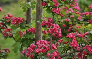 Afbeelding Rode meidoorn - Crataegus x media 'Paul's Scarlet'