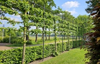 Afbeelding Winterlinde 'Greenspire' - Tilia cordata 'Greenspire'