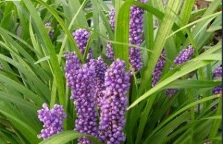 Afbeelding Leliegras 'Royal Purple' - Liriope muscari 'Royal Purple'