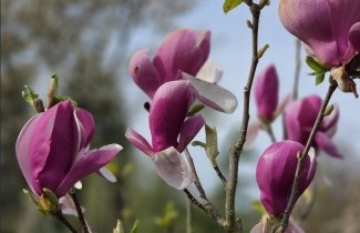 Afbeelding Magnolia 'Lennei' - Magnolia soulangeana 'Lennei'