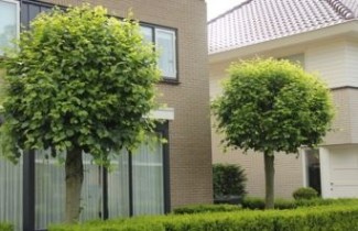 Afbeelding Kleinbladige winterlinde - Tilia cordata 'Lima'