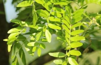 Afbeelding Valse Christusdoorn 'Skyline' - Gleditsia triacanthos 'Skyline'