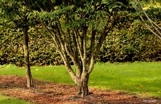 Afbeelding Japanse Haagbeuk - Carpinus japonica