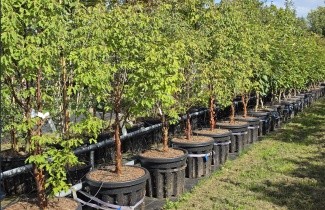Afbeelding Papieresdoorn - Acer griseum