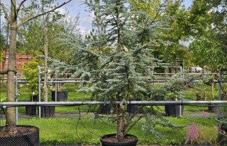 Afbeelding Ceder 'Silberspitz' - Cedrus libani 'Silberspitz'