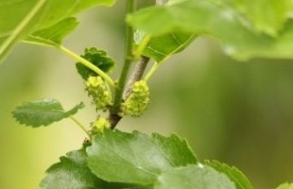Afbeelding Witte Moerbei  - Morus alba
