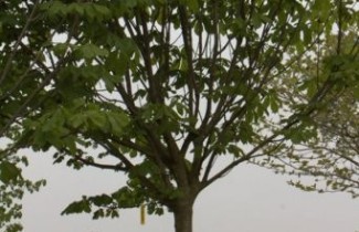 Afbeelding Paardenkastanje - Aesculus hippocastanum 'Umbraculifera'