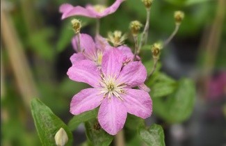 Afbeelding Bosrank 'Comtesse de Bouchaud' - Clematis 'Comtesse de Bouchaud'