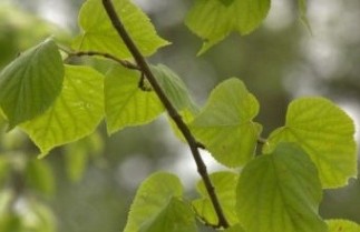 Afbeelding Zomerlinde - Tilia platyphyllos
