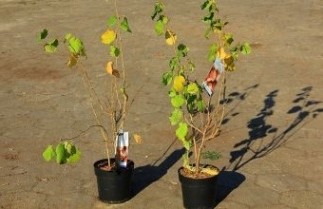 Afbeelding Hazelnoot 'Cosford' - Corylus avellana 'Cosford'