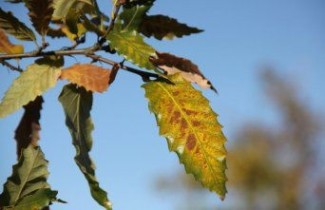 Afbeelding Kastanjebladige eik  - Quercus castaneifolia 'Green Spire'