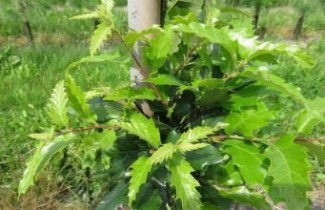 Afbeelding Semi- wintergroene eik 'Wageningen' - Quercus x hispanica 'Wageningen'