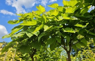 Afbeelding Bolcatalpa of dwergtrompetboom - Catalpa bignonioides 'Nana'