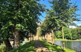 Afbeelding Winterlinde 'Greenspire' - Tilia cordata 'Greenspire'