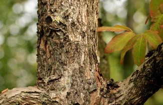 Afbeelding Driebloemige esdoorn - Acer triflorum