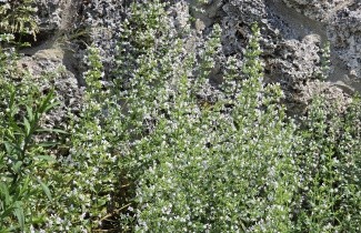 Afbeelding Bergsteentijm - Calamintha nepeta nepeta