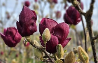 Afbeelding Magnolia 'Genié' hoogstam - Magnolia 'Genié'