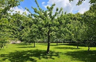 Afbeelding Kers "Regina" - Prunus avium 'Regina'