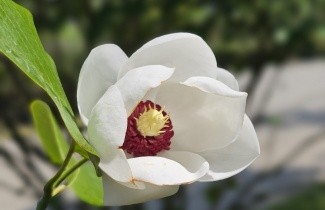 Afbeelding Magnolia sieboldii - Magnolia sieboldii