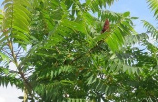 Afbeelding Fluweelboom - Rhus glabra