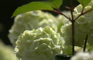 Afbeelding Japanse Sneeuwbal 'Rotundifolium' - Viburnum plicatum 'Rotundifolium'