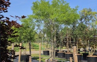 Afbeelding Honingboom - Sophora japonica