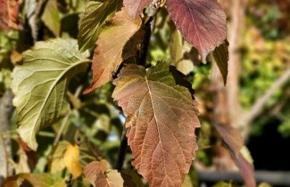 Afbeelding Vaantjesboom 'Vilmoriniana' - Davidia involucrata var. vilmoriniana