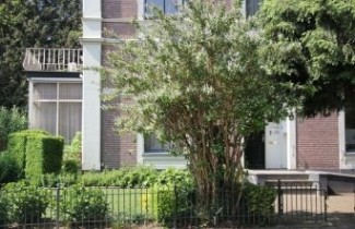 Afbeelding Bruidsbloem gracilis - vakbeplanting - Deutzia gracilis